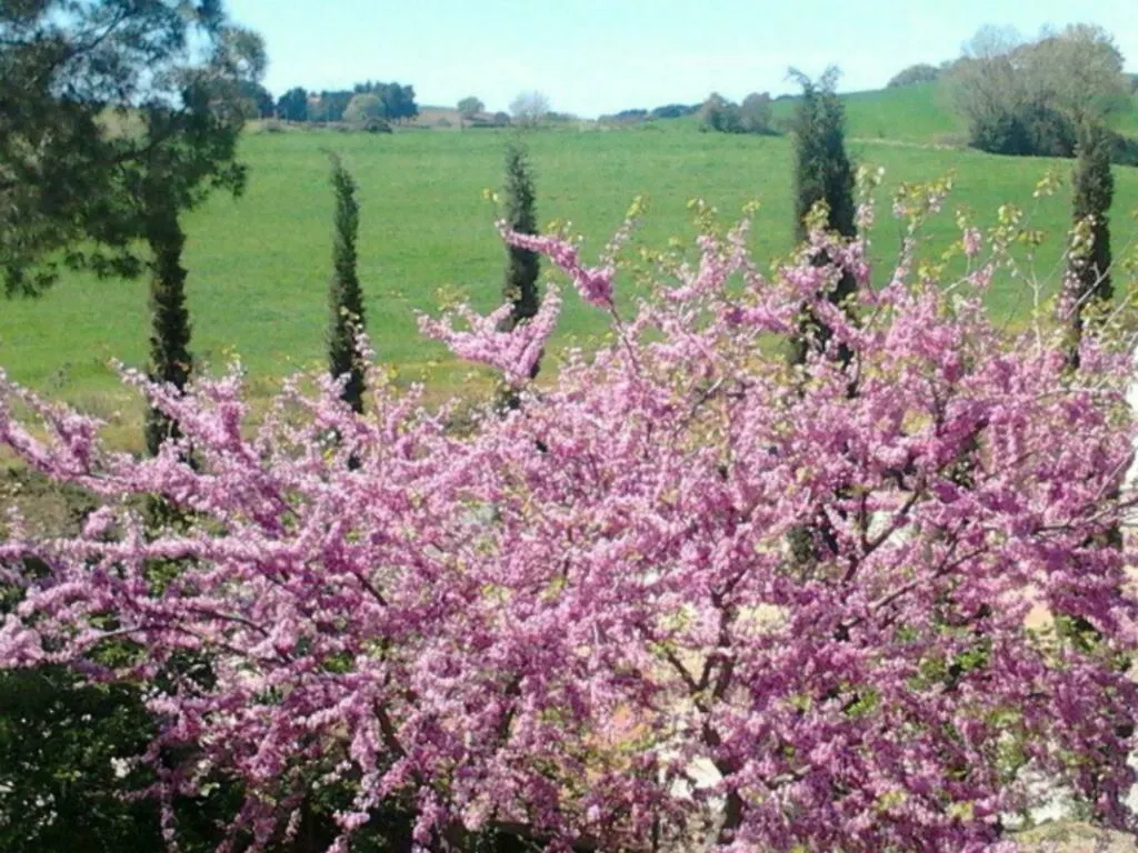 Agriturismo Boschetto Di Montiano Montiano