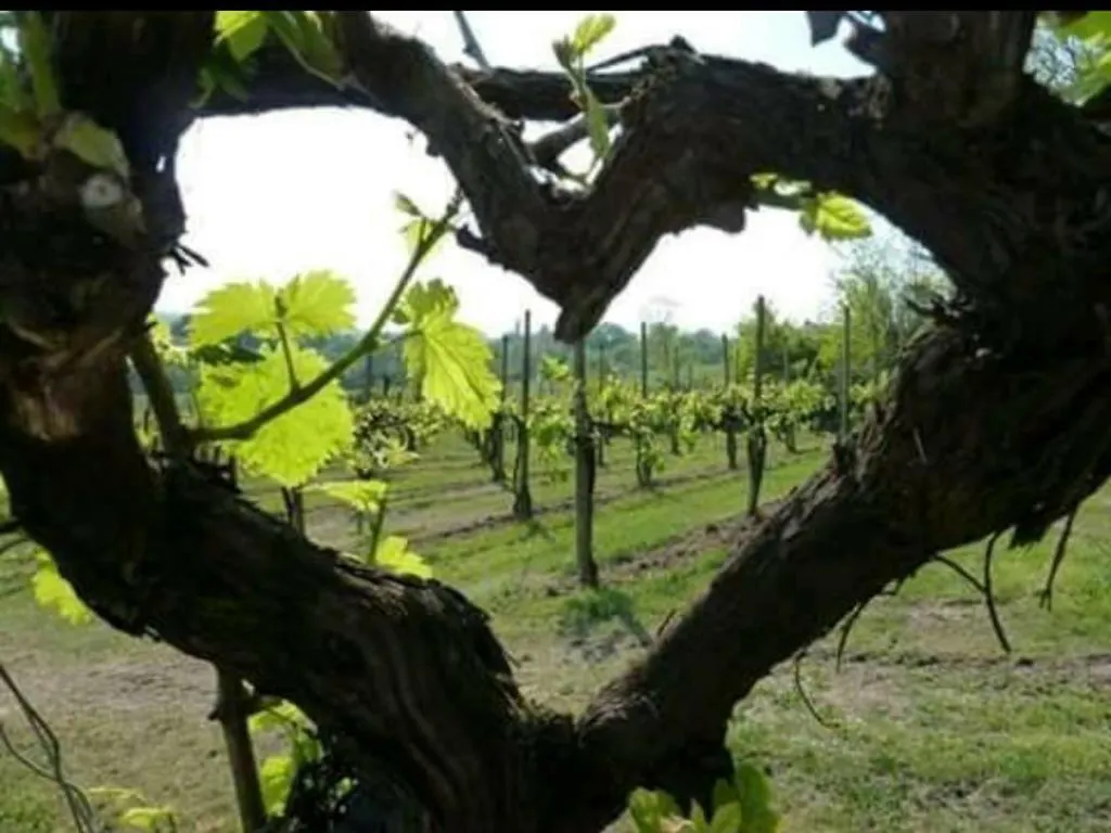 Agriturismo Boschetto Di Montiano Montiano  Montiano (Tuscany)